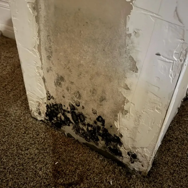 Professional Mold Removal in Dover, DE